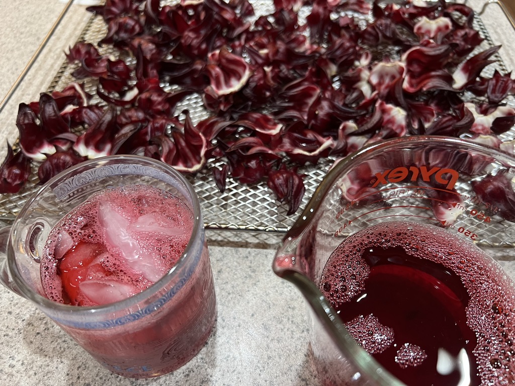 Fresh dried sorrel and a glass of Jamaican sorrel punch